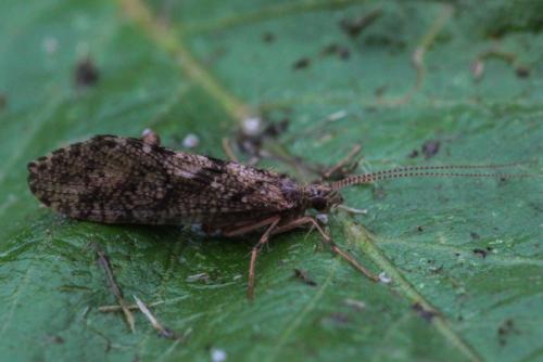 Rhyacophila sp.